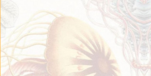 Immagine dalla copertina del libro "Fentanyl 50" di Nicola Duberti Immagine dalla copertina del libro "Fentanyl 50" di Nicola Duberti