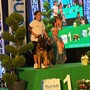 Da Bra a Mondovì con successo per Lara Giuliano e il suo pastore tedesco Vegas di Casa Borriello Da Bra a Mondovì con successo per Lara Giuliano e il suo pastore tedesco Vegas di Casa Borriello