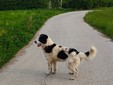 Il cane Macchia Il cane Macchia