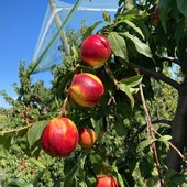 Pesche cuneesi in anticipo di 15 giorni: qualità alta, ma costi alle stelle Pesche cuneesi in anticipo di 15 giorni: qualità alta, ma costi alle stelle