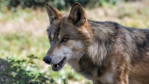 “Il ritorno naturale del lupo nelle nostre valli”: se ne parla all'Unitre di Cuneo