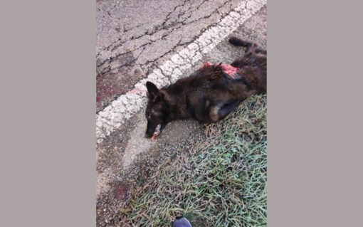 L'animale ucciso questa mattina a Baldissero d'Alba