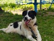 Il cane Macchia Il cane Macchia