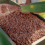 Nocciole, Cia Cuneo: "Il clima presenta il conto, produzione inferiore alle aspettative ma confidiamo nel prezzo" Nocciole, Cia Cuneo: "Il clima presenta il conto, produzione inferiore alle aspettative ma confidiamo nel prezzo"