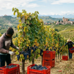 La Regione ha stanziato, nei giorni scorsi,  73 mila euro per sostenere interventi di sistemazione temporanea dei lavoratori agricoli stagionali