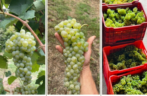 Il Liseiret rinasce tra le colline alte: giovani vignaioli riscrivono il futuro delle Langhe Il Liseiret rinasce tra le colline alte: giovani vignaioli riscrivono il futuro delle Langhe