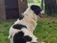Il cane Macchia Il cane Macchia