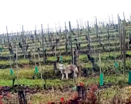 Il lupo solitario avvistato in via Carzello a Diano d'Alba