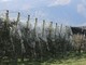 Dalla Regione 5 milioni a 257 aziende agricole per reti antigrandine e interventi antigelo Dalla Regione 5 milioni a 257 aziende agricole per reti antigrandine e interventi antigelo
