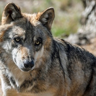 Avvistamenti di lupi in valle Maira, i sindaci fanno quadrato: “Pericolo reale per quotidianità dei cittadini”