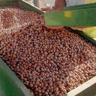 Noccioleti e vigneti, preoccupano le difficoltà di due "pilastri" dell’economia agricola di Langhe e Roero Noccioleti e vigneti, preoccupano le difficoltà di due "pilastri" dell’economia agricola di Langhe e Roero