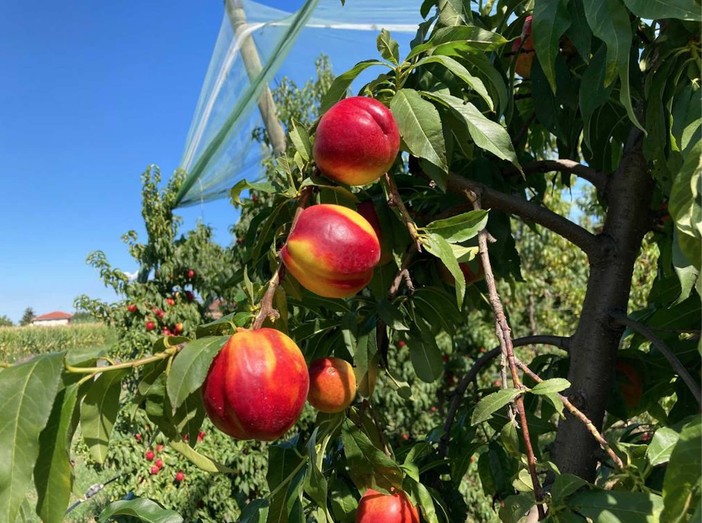 Pesche cuneesi in anticipo di 15 giorni: qualità alta, ma costi alle stelle