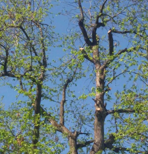 La potatura di un castagno