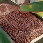 Nocciole, Cia Cuneo: "Il clima presenta il conto, produzione inferiore alle aspettative ma confidiamo nel prezzo" Nocciole, Cia Cuneo: "Il clima presenta il conto, produzione inferiore alle aspettative ma confidiamo nel prezzo"