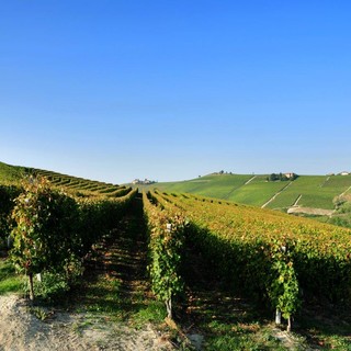 Coordinamento Terre del Moscato, Varrone (Cia Cuneo): &quot;Bene la ripresa delle attività, la crisi va affrontata partendo da chi produce l'uva&quot;