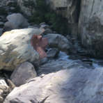 Il "Maialino" rosa della Val Roya, simbolo di resilienza di una comunità Il "Maialino" rosa della Val Roya, simbolo di resilienza di una comunità