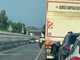 La mucca sulla SS28 che sta creando disagi alla circolazione