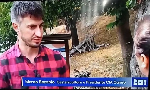 Castanicoltura, Bozzolo (Cia Cuneo) al Tg1: "L’Italia importa oltre metà del fabbisogno, occorre recuperare i castagneti abbandonati" Castanicoltura, Bozzolo (Cia Cuneo) al Tg1: "L’Italia importa oltre metà del fabbisogno, occorre recuperare i castagneti abbandonati"