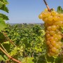 Moscato, Coldiretti Cuneo: "Scongiurato il taglio a 80 quintali"