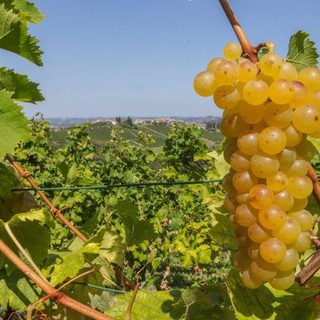 Moscato, Coldiretti Cuneo: "Scongiurato il taglio a 80 quintali" Moscato, Coldiretti Cuneo: "Scongiurato il taglio a 80 quintali"