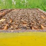 Apicoltura in crisi: in Piemonte perse quasi 35 mila colonie. In Granda sono attivi 1.700 apicoltori