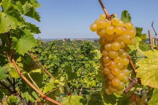 Moscato, Coldiretti Cuneo: "Scongiurato il taglio a 80 quintali"