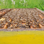 Apicoltura in crisi: in Piemonte perse quasi 35 mila colonie. In Granda sono attivi 1.700 apicoltori