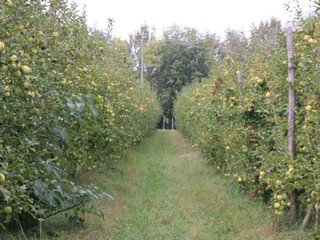 Un impianto di mele in Valle Bronda
