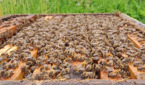 Apicoltura in crisi: in Piemonte perse quasi 35 mila colonie. In Granda sono attivi 1.700 apicoltori