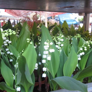 Il mughetto, fiore simbolo del 1° Maggio
