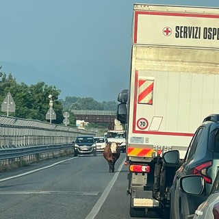 La mucca sulla SS28 che sta creando disagi alla circolazione