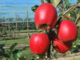 Tessa®: la nuova mela a disposizione della frutticoltura piemontese