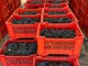 Nell'area Miac di Ronchi è tornato il mercato delle uve