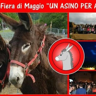 Monastero di Vasco scalda i motori per il ritorno dell'antica fiera di maggio "Un asino per amico"