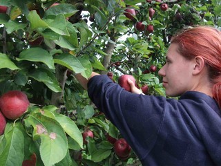 Noemi nella coltivazione delle mele Red Delicious