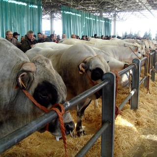 MIAC, Comune di Cuneo e il futuro della zootecnia locale: stanziati i fondi per la piattaforma e-commerce dei bovini