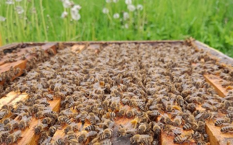 Apicoltura in crisi: in Piemonte perse quasi 35 mila colonie. In Granda sono attivi 1.700 apicoltori