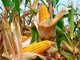 Cia Cuneo: crescono le importazioni di mais e calano le rese