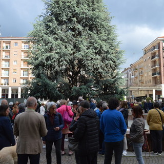 Cuneo, venerdì “I cedri rimangono”: in piazza (Europa) ambientalisti e residenti contro l’abbattimento delle piante monumentali