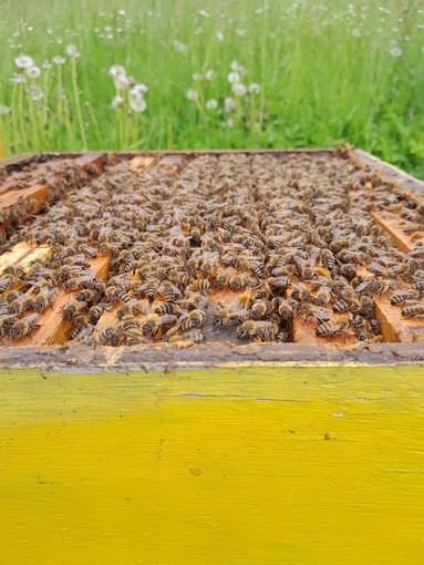 Apicoltura in crisi: in Piemonte perse quasi 35 mila colonie. In Granda sono attivi 1.700 apicoltori Apicoltura in crisi: in Piemonte perse quasi 35 mila colonie. In Granda sono attivi 1.700 apicoltori