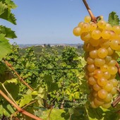 Moscato, Coldiretti Cuneo: "Scongiurato il taglio a 80 quintali" Moscato, Coldiretti Cuneo: "Scongiurato il taglio a 80 quintali"