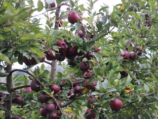 Le mele Jeromine della varietà Red Delicious