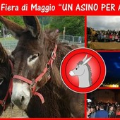 Monastero di Vasco scalda i motori per il ritorno dell'antica fiera di maggio "Un asino per amico"