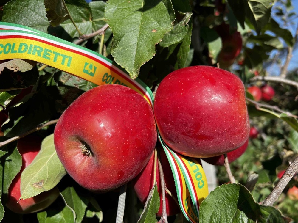 Mele, stagione della raccolta al via. Produzione in lieve crescita ma il caldo anticipa i tempi