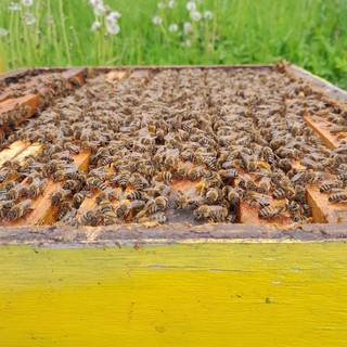 Apicoltura in crisi: in Piemonte perse quasi 35 mila colonie. In Granda sono attivi 1.700 apicoltori