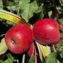 Mele, stagione della raccolta al via. Produzione in lieve crescita ma il caldo anticipa i tempi Mele, stagione della raccolta al via. Produzione in lieve crescita ma il caldo anticipa i tempi