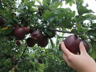 Si controlla la maturazione delle mele