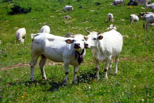 Fossano: Premio speciale fotografico Giuria Popolare