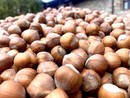 Meteo e cascola: giorni decisivi per la nocciola Piemonte Igp