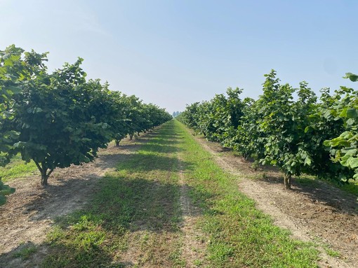 Nocciole, Coldiretti cuneo: "Con l'avvio della raccolta, inviate in Regione le proposte per il settore" Nocciole, Coldiretti cuneo: "Con l'avvio della raccolta, inviate in Regione le proposte per il settore"